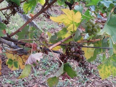 Stete od divljači Stete od divljači