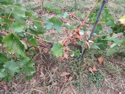 Stete od divljači Stete od divljači