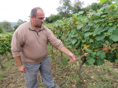 Stete od divljači Stete od divljači