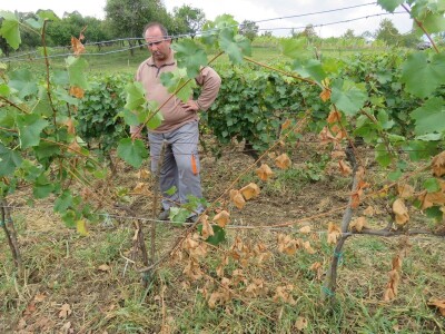 Stete od divljači Stete od divljači