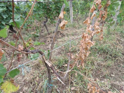 Stete od divljači Stete od divljači