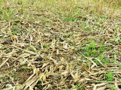 Stete od divljači Stete od divljači