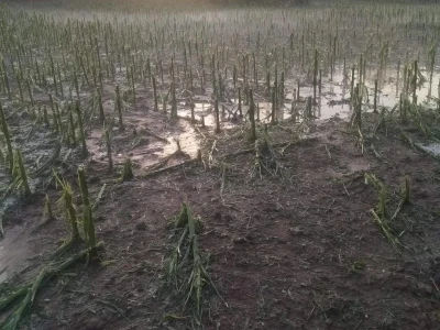 Štete od grada i nevremena