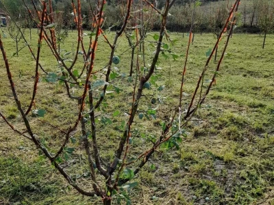 Štete od grada i nevremena