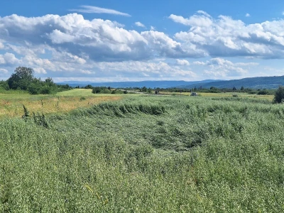 Štete od grada na usevima u okolini Knjaževca