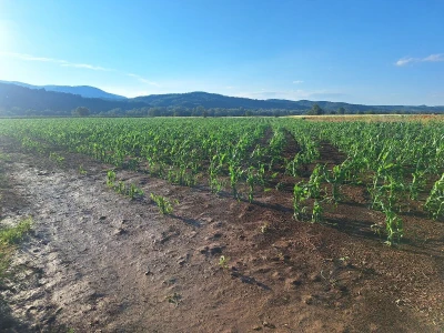 Štete od grada na usevima u okolini Knjaževca