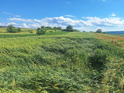 Štete od grada na usevima u okolini Knjaževca