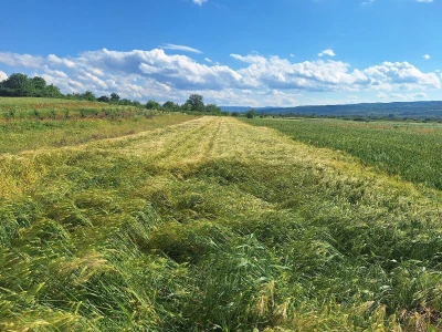 Štete od grada na usevima u okolini Knjaževca