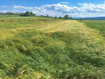 Štete od grada na usevima u okolini Knjaževca