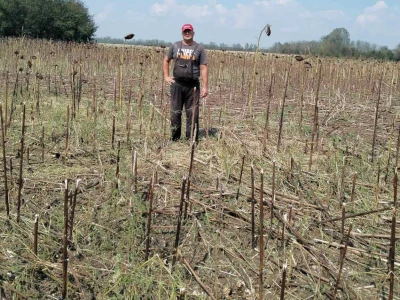 Štete od grada u Simićevu