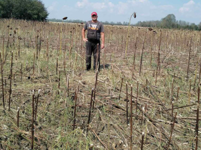 Štete od grada u Simićevu Štete od grada u Simićevu