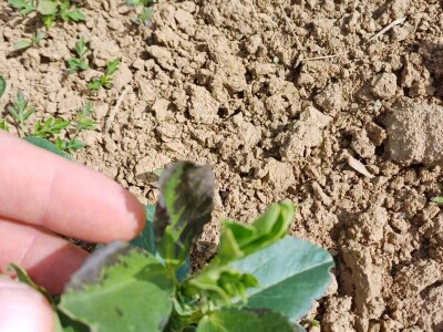 Uzgoj boba - bolesti i štetnici