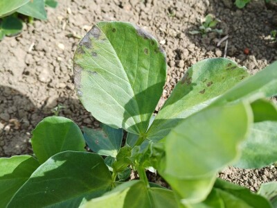 Uzgoj boba - bolesti i štetnici