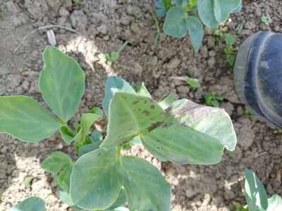 Uzgoj boba - bolesti i štetnici