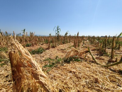 Štete od leda u požeškom kraju