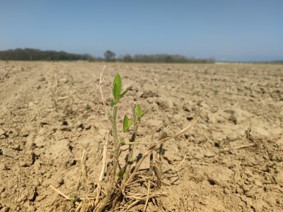 Štete od leda u požeškom kraju