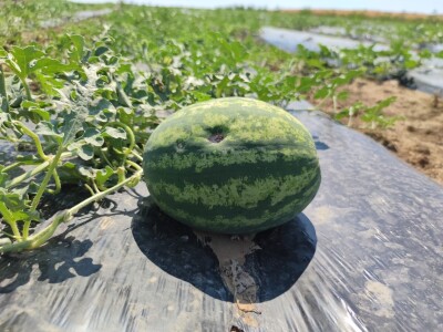 Štete od leda u požeškom kraju