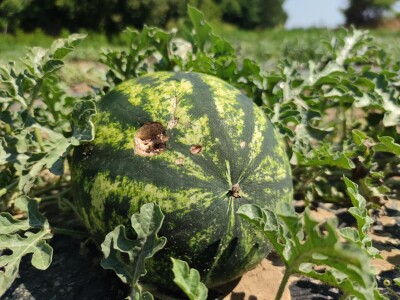 Štete od leda u požeškom kraju