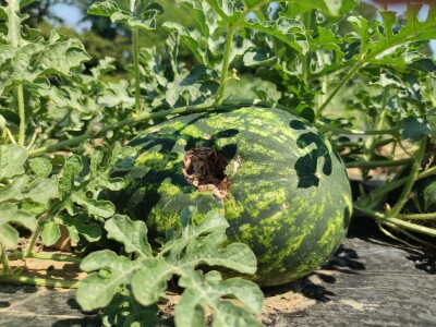 Štete od leda u požeškom kraju