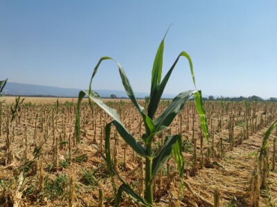 Štete od leda u požeškom kraju
