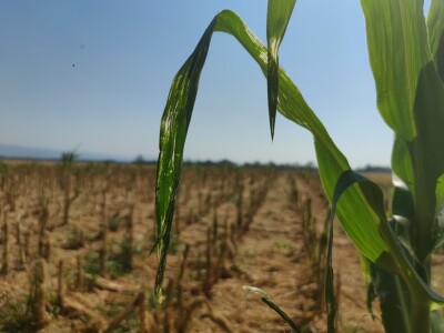 Štete od leda u požeškom kraju