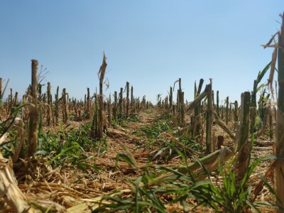 Štete od leda u požeškom kraju