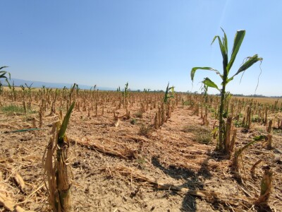 Štete od leda u požeškom kraju