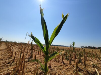 Štete od leda u požeškom kraju
