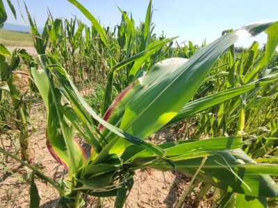 Štete od leda u požeškom kraju