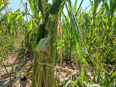 Štete od leda u požeškom kraju