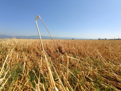 Štete od leda u požeškom kraju