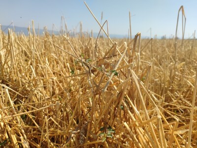 Štete od leda u požeškom kraju