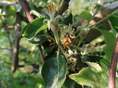 Štete od mraza na voćkama Stjepana Dumančića