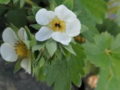 Štete od mraza na voćkama Stjepana Dumančića