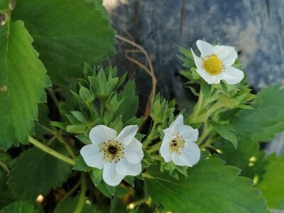 Štete od mraza na voćkama Stjepana Dumančića