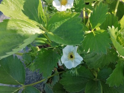 Štete od mraza na voćkama Stjepana Dumančića