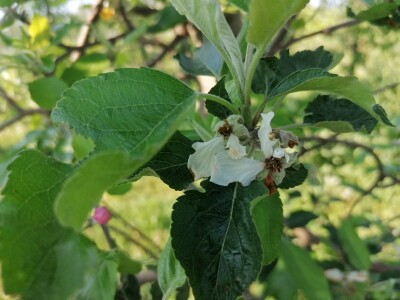 Štete od mraza na voćkama Stjepana Dumančića