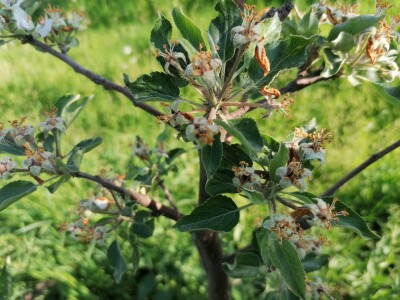 Štete od mraza na voćkama Stjepana Dumančića
