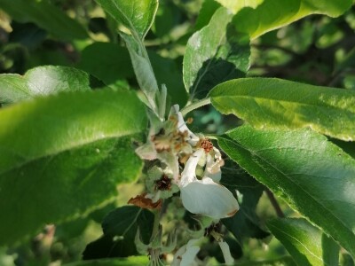 Štete od mraza na voćkama Stjepana Dumančića