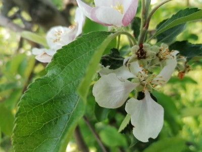 Štete od mraza na voćkama Stjepana Dumančića