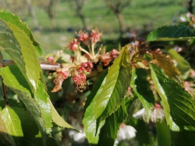 Štete od mraza na voćkama Stjepana Dumančića