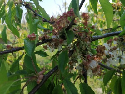 Štete od mraza na voćkama Stjepana Dumančića