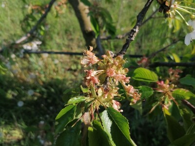 Štete od mraza na voćkama Stjepana Dumančića