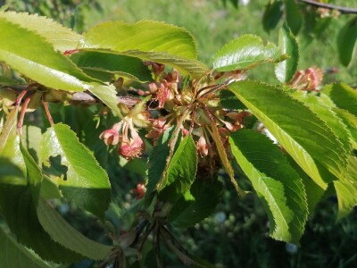 Štete od mraza na voćkama Stjepana Dumančića