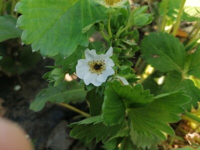 Štete od mraza na voćkama Stjepana Dumančića