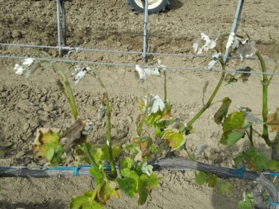 Štete od mraza Nadin Štete od mraza Nadin