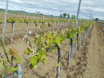 Štete od mraza Syrach Nadin Štete od mraza Syrach Nadin