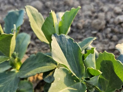 Uzgoj boba - bolesti i štetnici