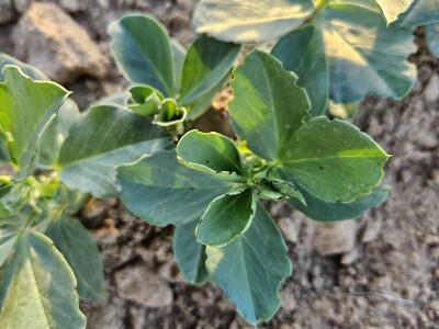 Uzgoj boba - bolesti i štetnici