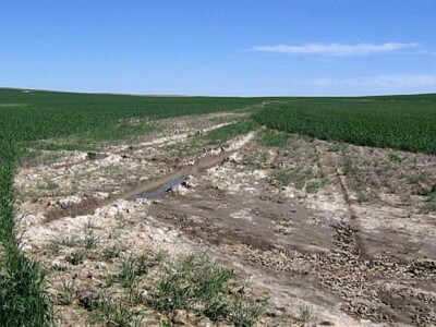 Tek djelić šteta od zaslanjenog zemljišta Tek djelić šteta od zaslanjenog zemljišta